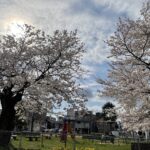 「片町 錦公園の桜に停車する」の巻
